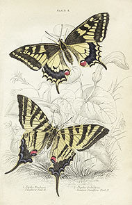 William Jardine Antique Steel Engraving Swallow Tail Butterfly - Panteek Antique Prints