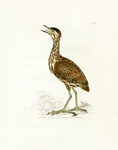 William Lewin Bird Prey Print Bittern