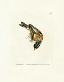 William Lewin Bird Prey Print Brambling - Panteek Antique Prints