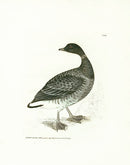 William Lewin Bird Prey Print Brent Goose - Panteek Antique Prints