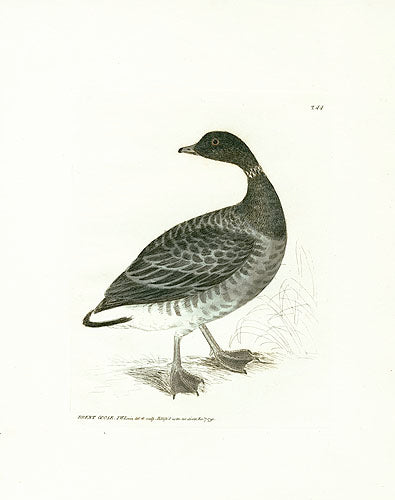 William Lewin Bird Prey Print Brent Goose