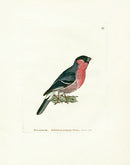 William Lewin Bird Prey Print Bullfinch - Panteek Antique Prints