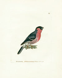 William Lewin Bird Prey Print Bullfinch - Panteek Antique Prints