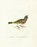 William Lewin Bird Prey Print Chaffinch - Panteek Antique Prints