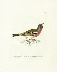 William Lewin Bird Prey Print Chaffinch - Panteek Antique Prints