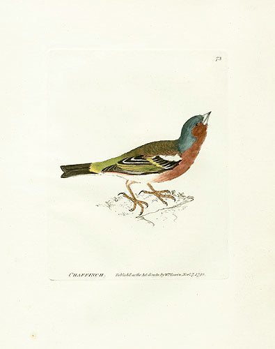 William Lewin Bird Prey Print Chaffinch