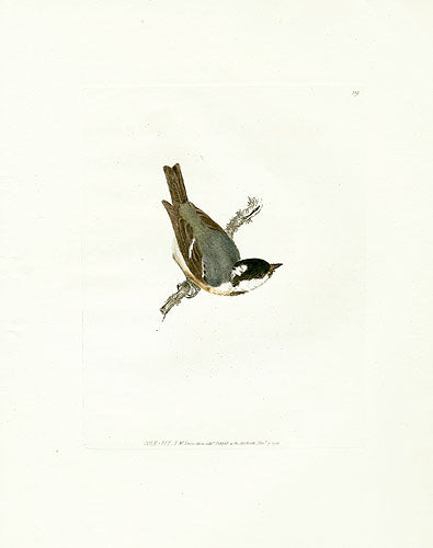 William Lewin Bird Prey Print Cole Tit