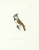 William Lewin Bird Prey Print Crested Tit - Panteek Antique Prints