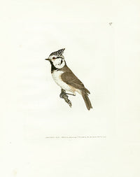 William Lewin Bird Prey Print Crested Tit - Panteek Antique Prints