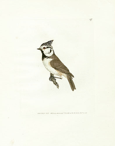 William Lewin Bird Prey Print Crested Tit