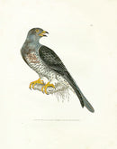William Lewin Bird Prey Print Cuckow - Panteek Antique Prints