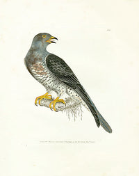 William Lewin Bird Prey Print Cuckow - Panteek Antique Prints