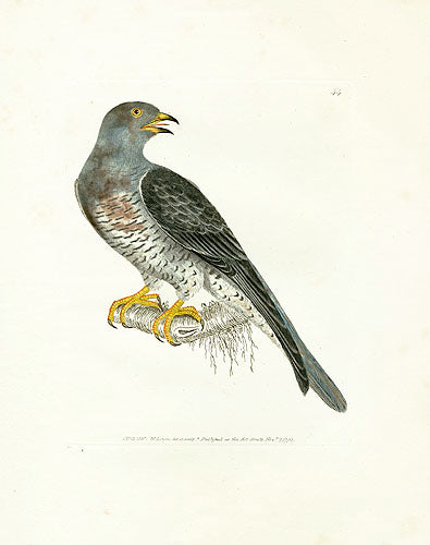 William Lewin Bird Prey Print Cuckow