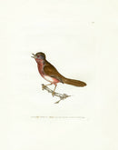William Lewin Bird Prey Print Dartford Warbler - Panteek Antique Prints