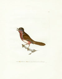 William Lewin Bird Prey Print Dartford Warbler - Panteek Antique Prints