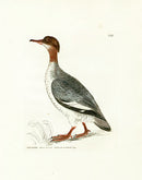 William Lewin Bird Prey Print Dun Diver - Panteek Antique Prints