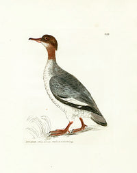 William Lewin Bird Prey Print Dun Diver - Panteek Antique Prints