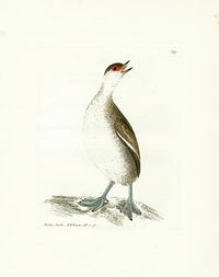 William Lewin Bird Prey Print Dusky Grebe - Panteek Antique Prints