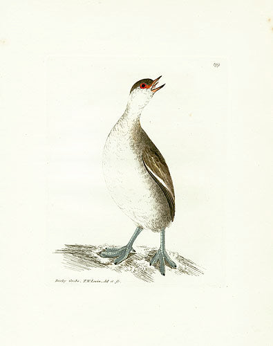 William Lewin Bird Prey Print Dusky Grebe