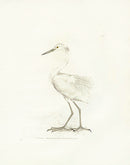 William Lewin Bird Prey Print Egret - Panteek Antique Prints