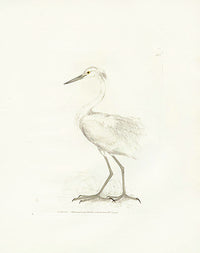 William Lewin Bird Prey Print Egret - Panteek Antique Prints