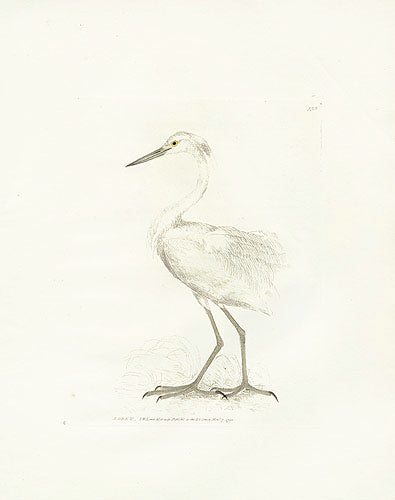 William Lewin Bird Prey Print Egret
