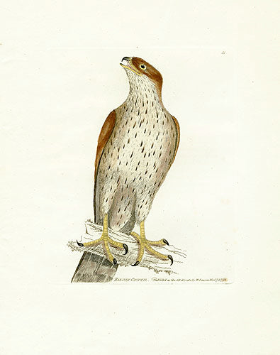 William Lewin Bird Prey Print Falcon Gentil