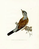 William Lewin Bird Prey Print Fieldfare - Panteek Antique Prints