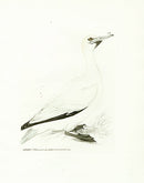 William Lewin Bird Prey Print Gannet - Panteek Antique Prints
