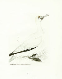 William Lewin Bird Prey Print Gannet - Panteek Antique Prints