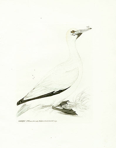 William Lewin Bird Prey Print Gannet