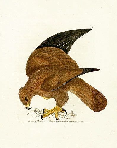 William Lewin Bird Prey Print Golden Eagle