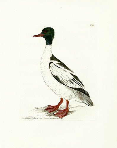 William Lewin Bird Prey Print Goosander