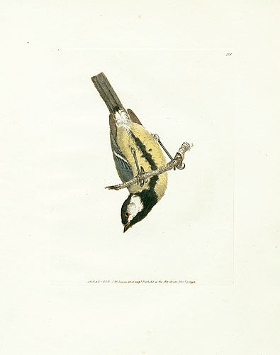 William Lewin Bird Prey Print Great Tit