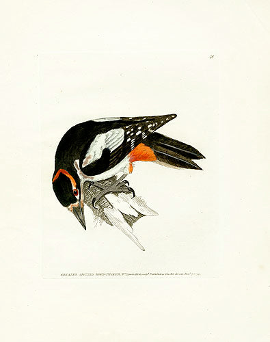 William Lewin Bird Prey Print Greater Spotted Woodpecker