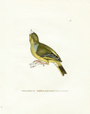 William Lewin Bird Prey Print Greenfinch - Panteek Antique Prints