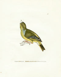 William Lewin Bird Prey Print Greenfinch - Panteek Antique Prints