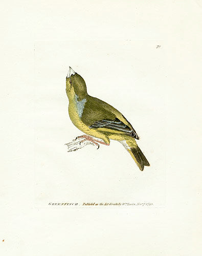 William Lewin Bird Prey Print Greenfinch
