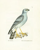 William Lewin Bird Prey Print Hen Harrier - Panteek Antique Prints
