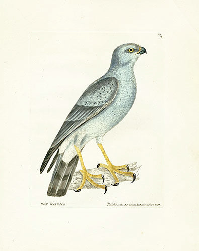 William Lewin Bird Prey Print Hen Harrier