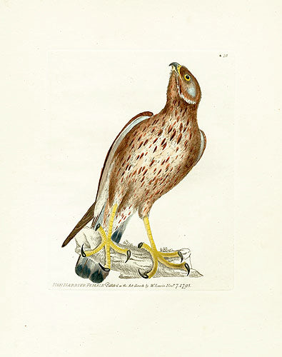 William Lewin Bird Prey Print Hen Harrier female