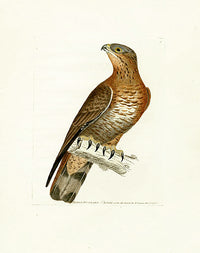 William Lewin Bird Prey Print Honey Buzzard - Panteek Antique Prints
