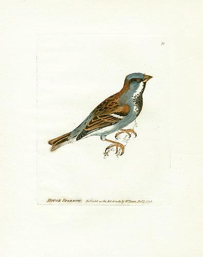 William Lewin Bird Prey Print House Sparrow