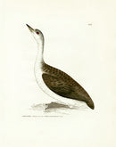 William Lewin Bird Prey Print Imber Diver - Panteek Antique Prints