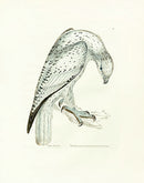 William Lewin Bird Prey Print Jer Falcon - Panteek Antique Prints