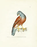 William Lewin Bird Prey Print Kestril - Panteek Antique Prints