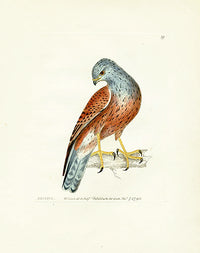 William Lewin Bird Prey Print Kestril - Panteek Antique Prints