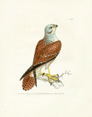 William Lewin Bird Prey Print Kestril female - Panteek Antique Prints