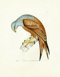 William Lewin Bird Prey Print Kite - Panteek Antique Prints
