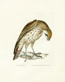 William Lewin Bird Prey Print Lanner Falcon - Panteek Antique Prints